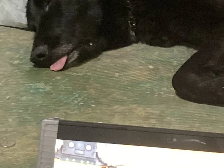 A photo of Wilbur, memory 97