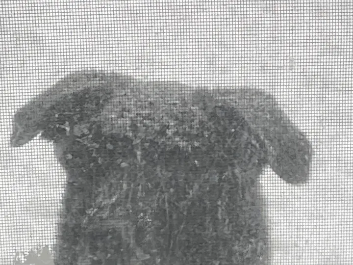 A photo of Wilbur, memory 84