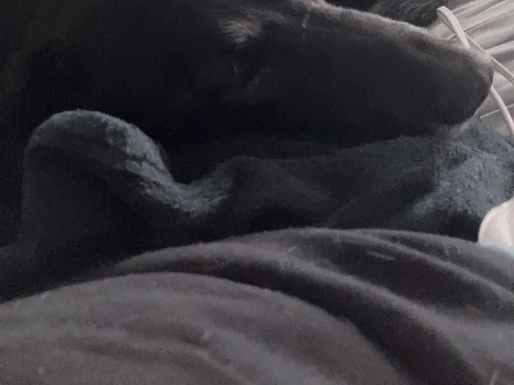 A photo of Wilbur, memory 71