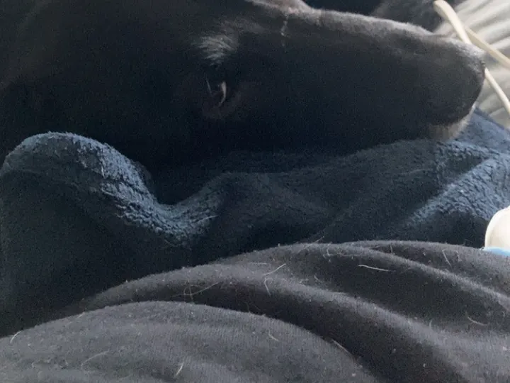 A photo of Wilbur, memory 70