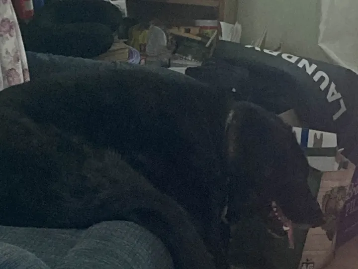 A photo of Wilbur, memory 54