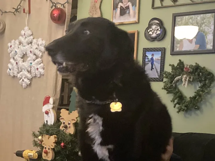 A photo of Wilbur, memory 49