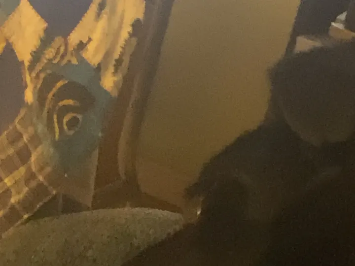 A photo of Wilbur, memory 45