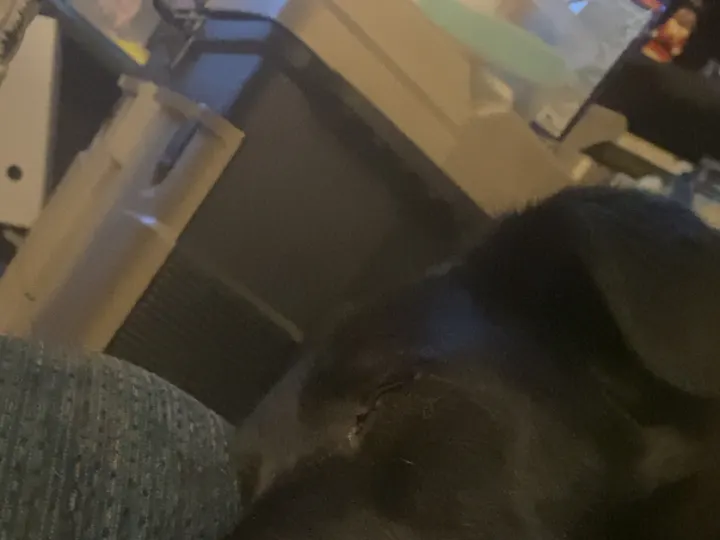 A photo of Wilbur, memory 44