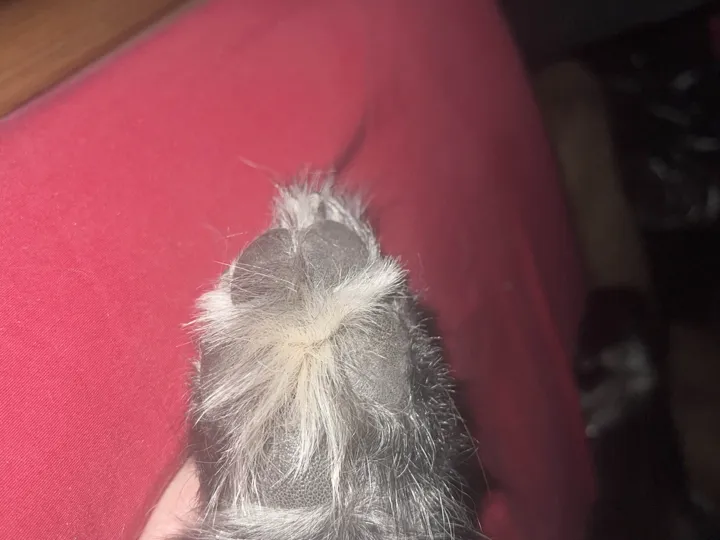 A photo of Wilbur, memory 10