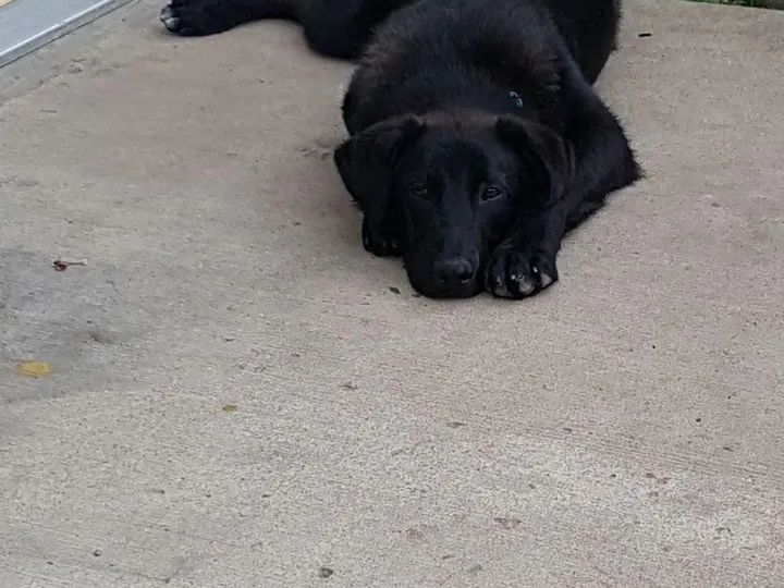 A photo of Wilbur, memory 2