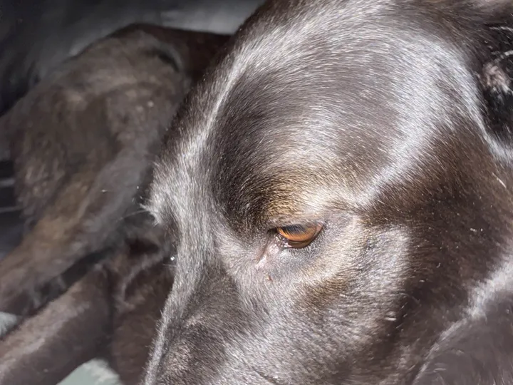 A photo of Wilbur, memory 29