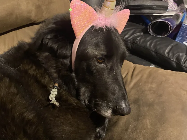 A photo of Wilbur, memory 24