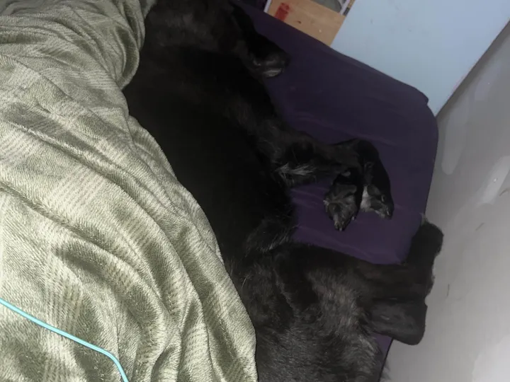A photo of Wilbur, memory 19