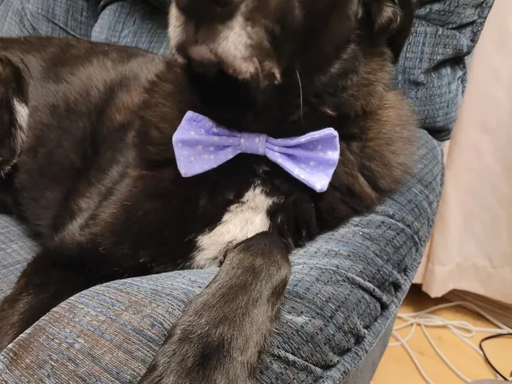 A photo of Wilbur, memory 31