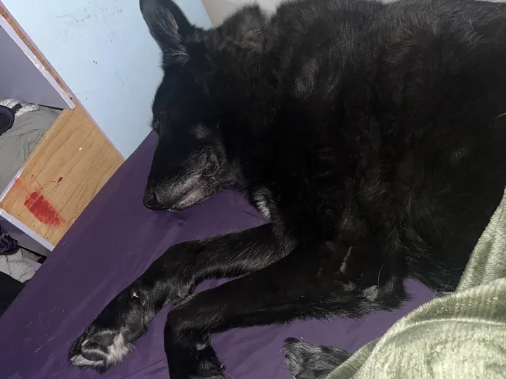 A photo of Wilbur, memory 15